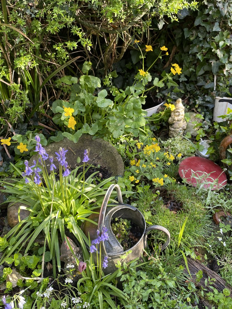 helen21206699's tweet image. Good morning from #sunshine in my little #cottage #garden