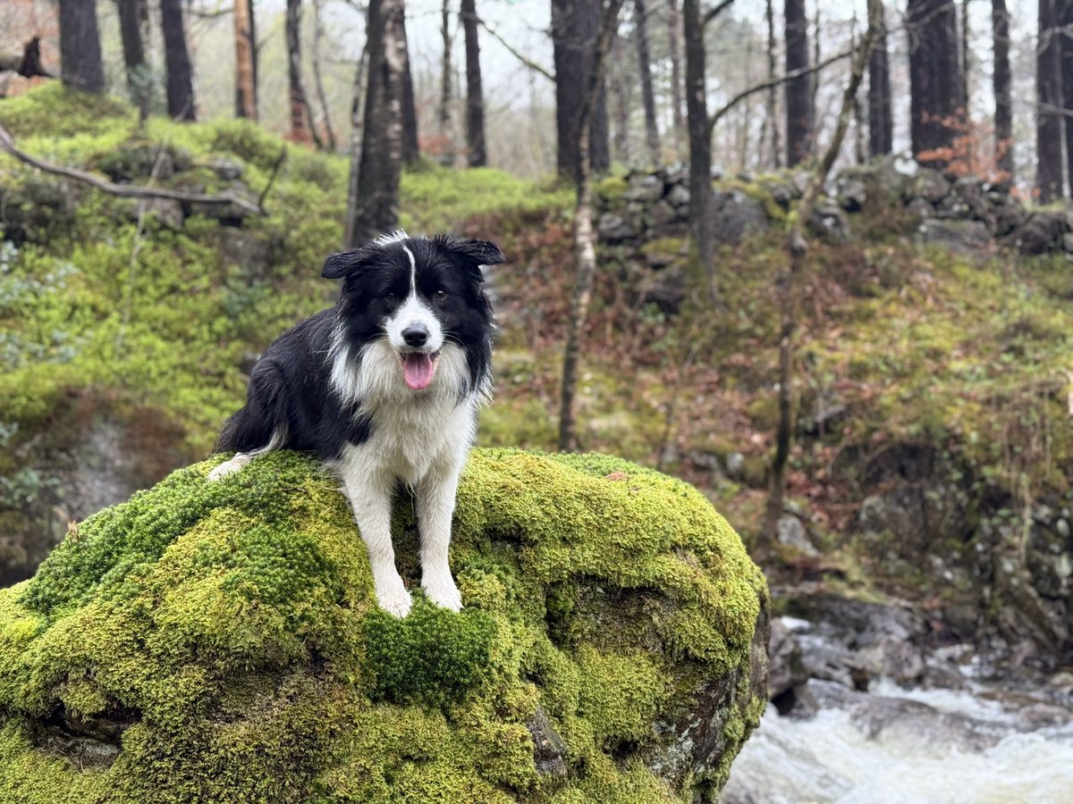 Alison O’Neill ~ Shepherdess tweet media