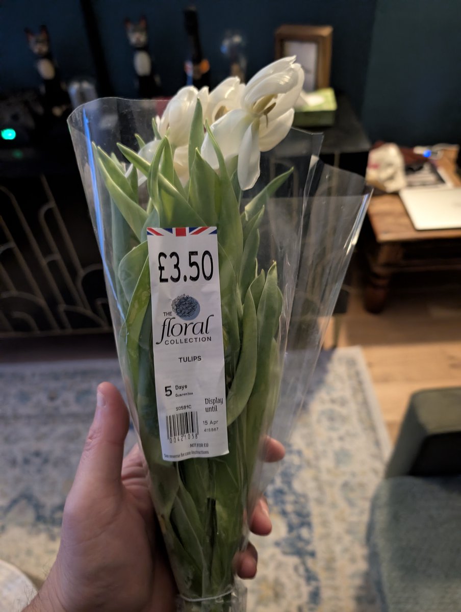 Steve the cat nut tweet media