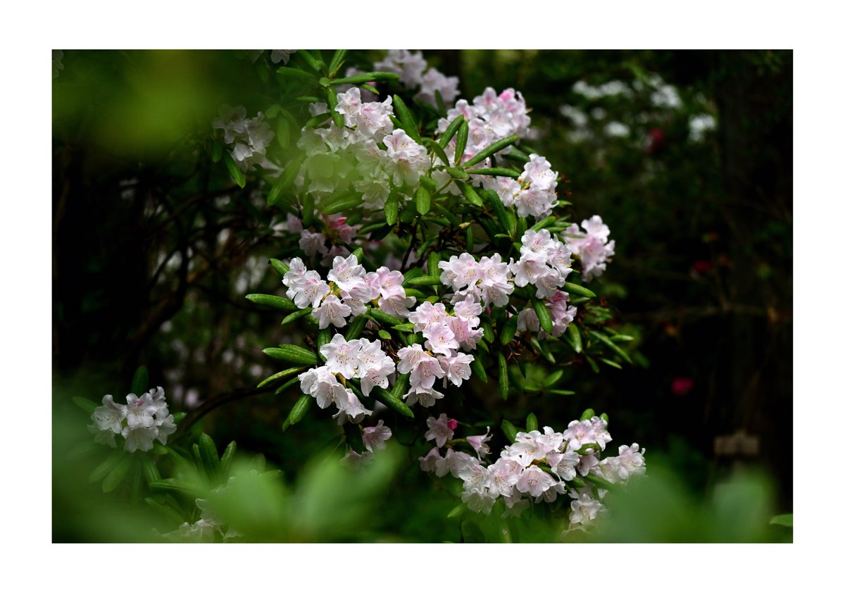 .
『風景写真』

しゃくなげの森にて。。。

#シャクナゲ #しゃくなげ
#風景写真 #Landscape
#花のある風景
#日本の美しい花風景
#japan