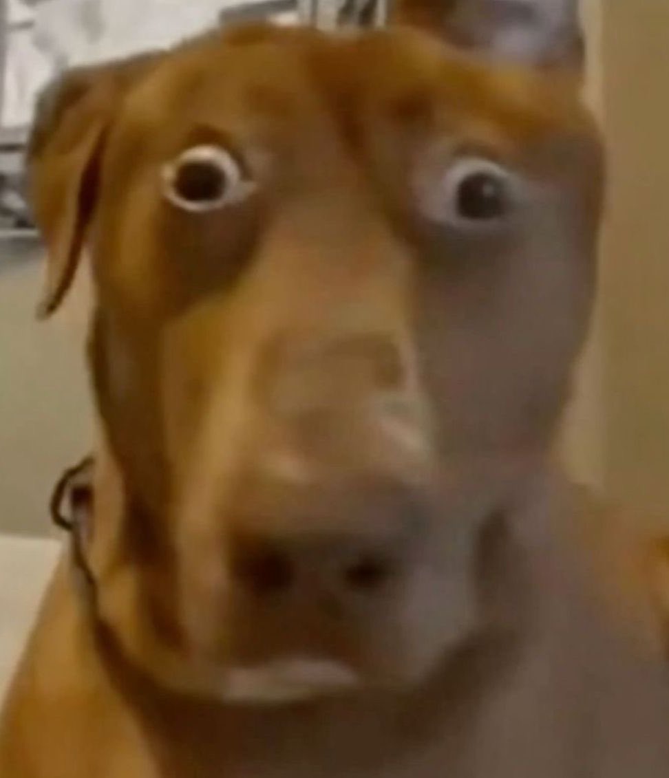 ruz 🍙 ⁷ tweet media