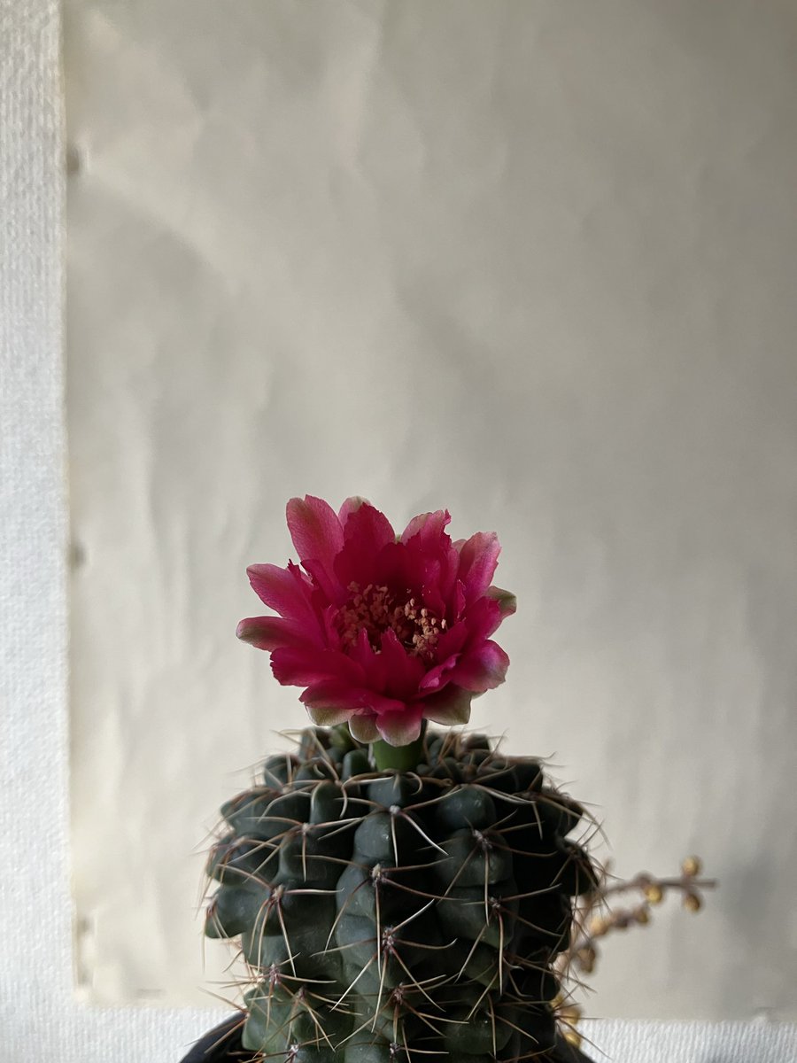意外にながもちな花