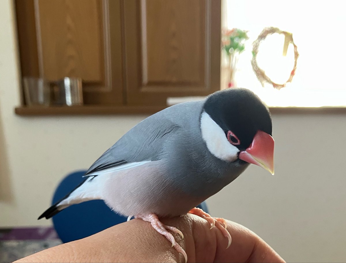 全然元気が出ないので私のふくよかな手の上に乗るﾌﾞﾝﾁｮ置いとく…