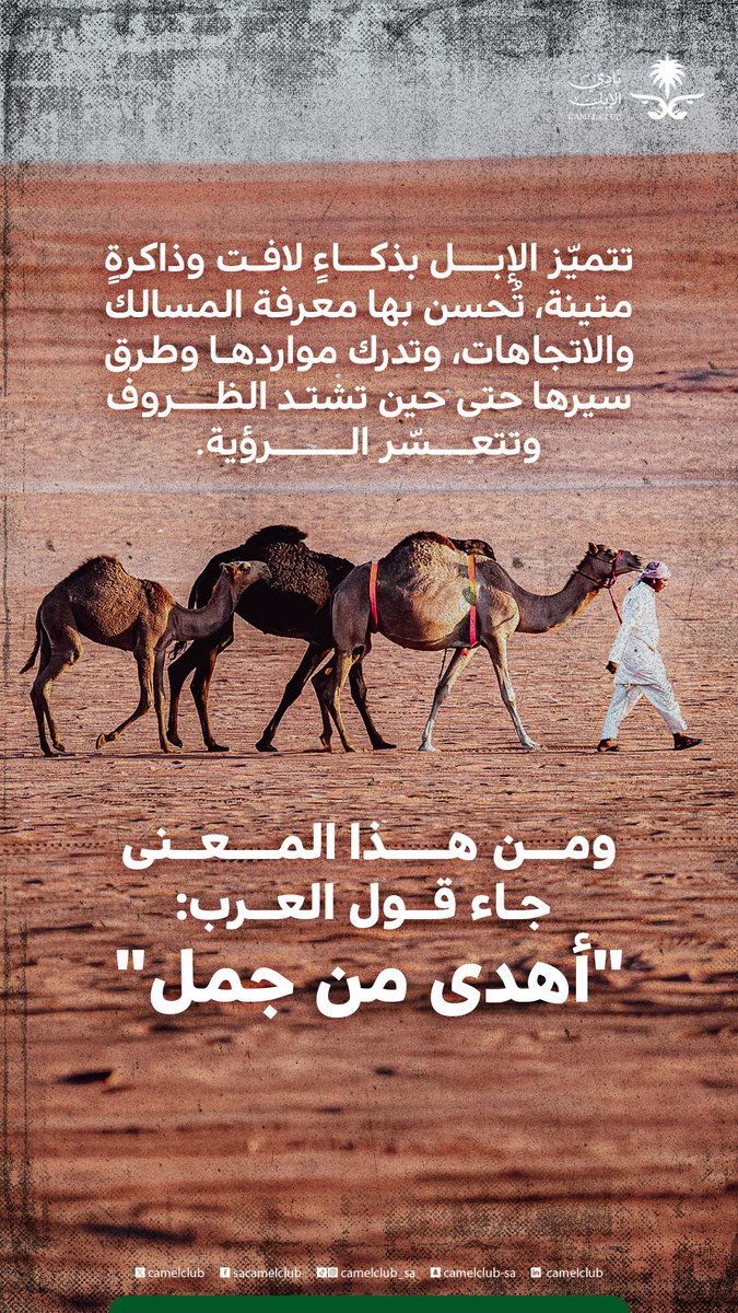 نادي الإبل tweet media