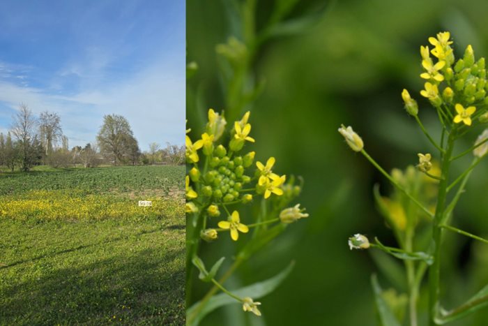 CARINA_Project's tweet photo. 🌱 Today: Camelina seminar 🎓
Prof. Chaofu Lu explores #camelina for bio-based molecules &amp; improved traits (N efficiency, seed size, oil content).
🕚 11:00–12:00 CET | 📍 Bologna + 💻 Online
🔗 https://t.co/Al9upJjxgB
#CARINAproject https://t.co/vlpT10G3vh