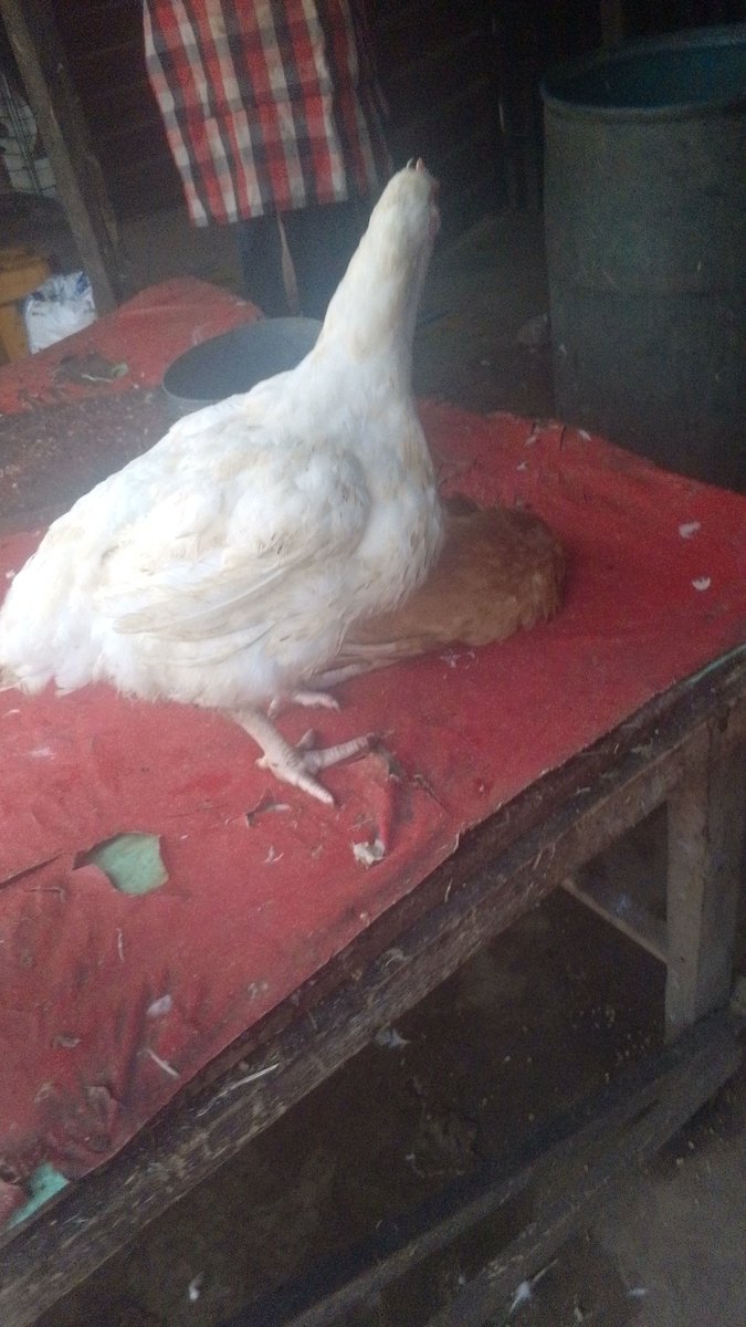 Gina❤️ tweet media