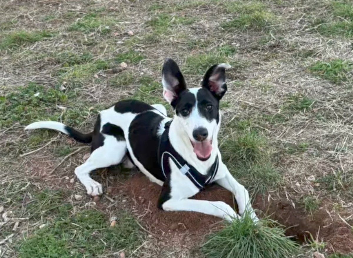 BurkManuela's tweet image. Tiene 9 meses
Sólo es un ❤️
CACHORRO
Y ya
NO LO QUIEREN
Se va a 💔
romper
#Barcelona 
x.com/i/status/20443…