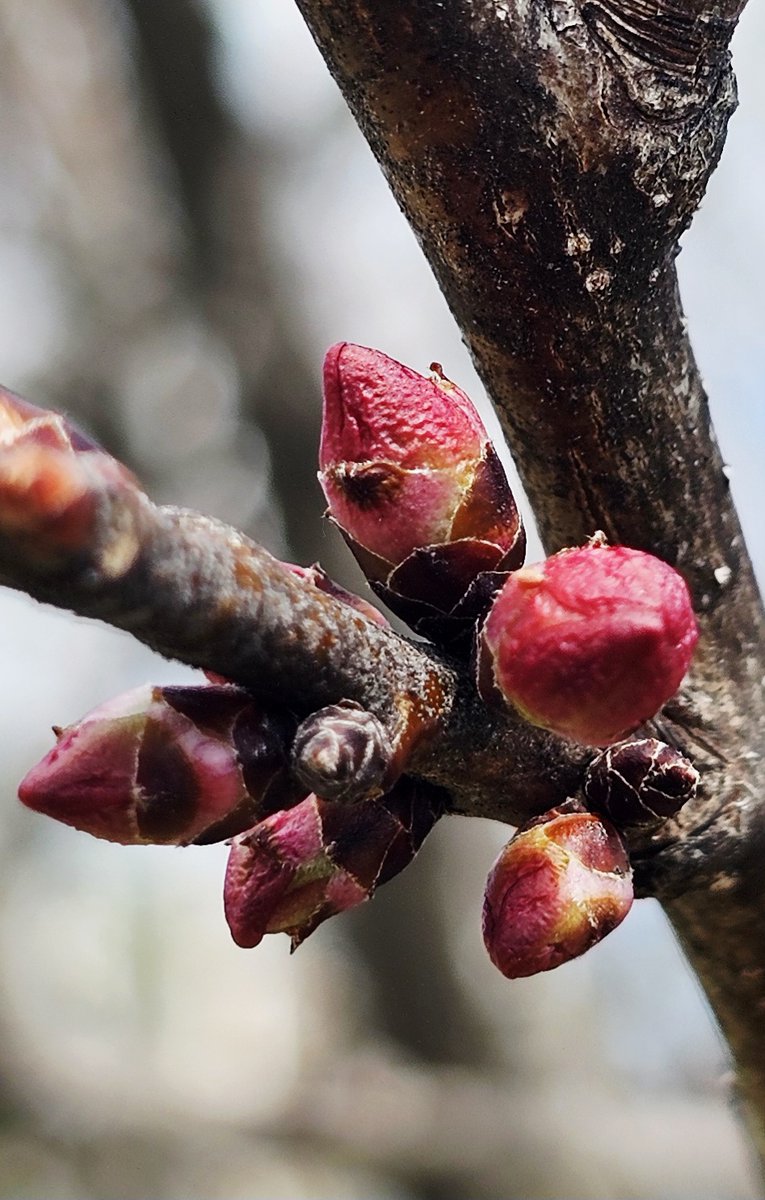 CalbeePotato(カルビーポテト)公式 tweet media