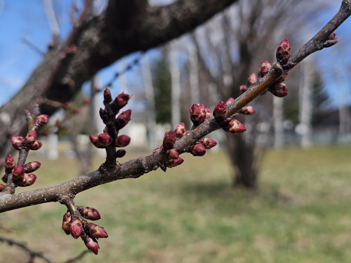 CalbeePotato(カルビーポテト)公式 tweet media