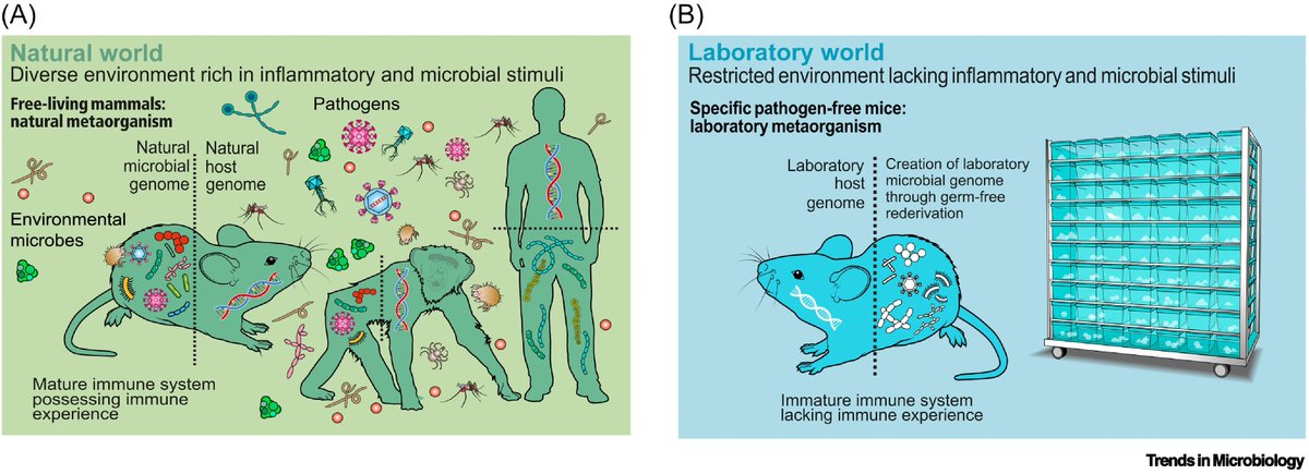 GutMicrobiota Health tweet media