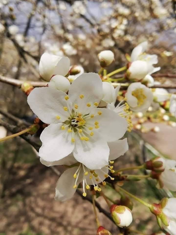 Alice 🌸🍃🌸 tweet media