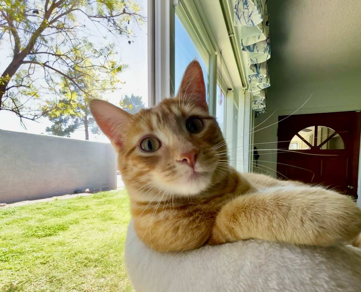 SubduedSnarl's tweet photo. I see no difference😉😸🐕
Happy Thursday !😌
#Max #Snoopy #JoeCool
#Cats #OrangeTabby
@icarus_boy @sanwebal @SunnySweetGaia
@Gianna2119 @kstewskisAZ https://t.co/Lu2RQu95Kf