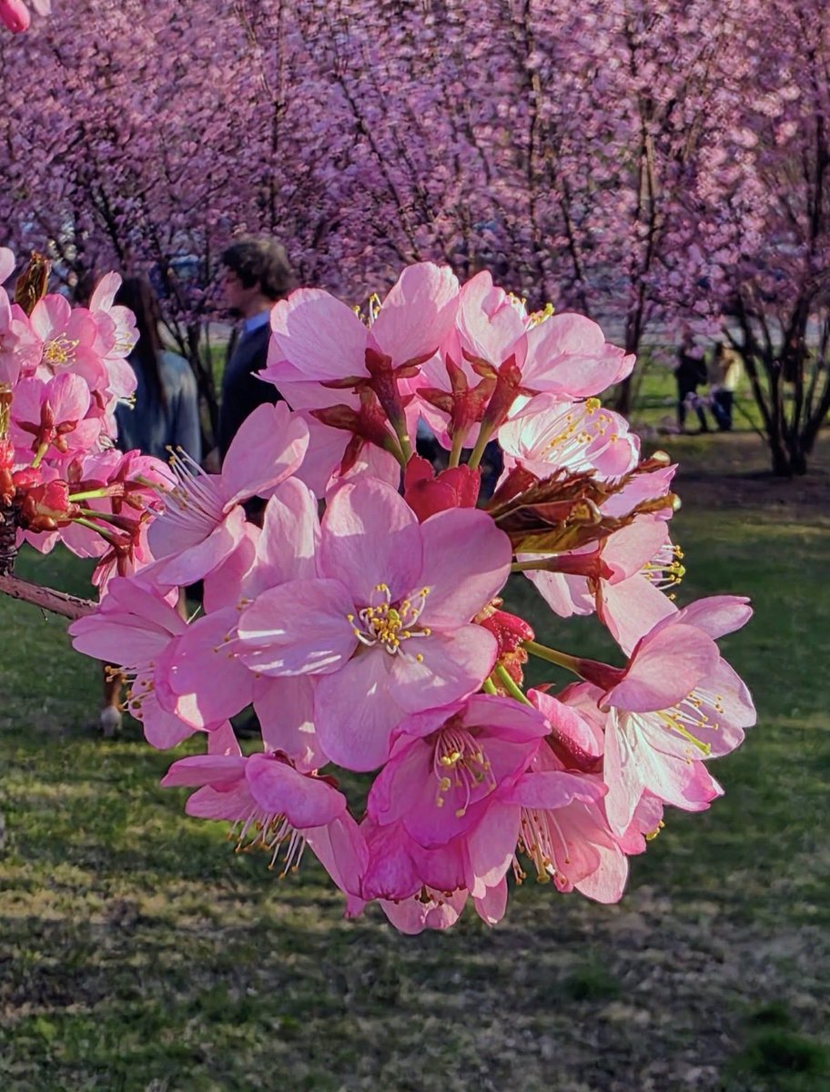 Twee_Papillon's tweet image. #Vilnius mano 💛💚❤️