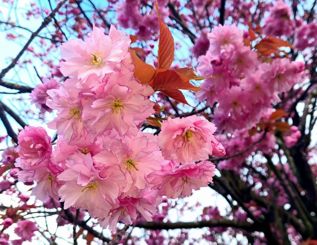 is_glasgow's tweet image. Good morning, Glasgow. Cherry blossom season here is always a delight, bringing vibrant splashes of pink to the city's  streets. These ones are in Broomhill, which always puts on a wonderful display.

#glasgow #cherryblossom #spring #broomhill #glasgowtoday