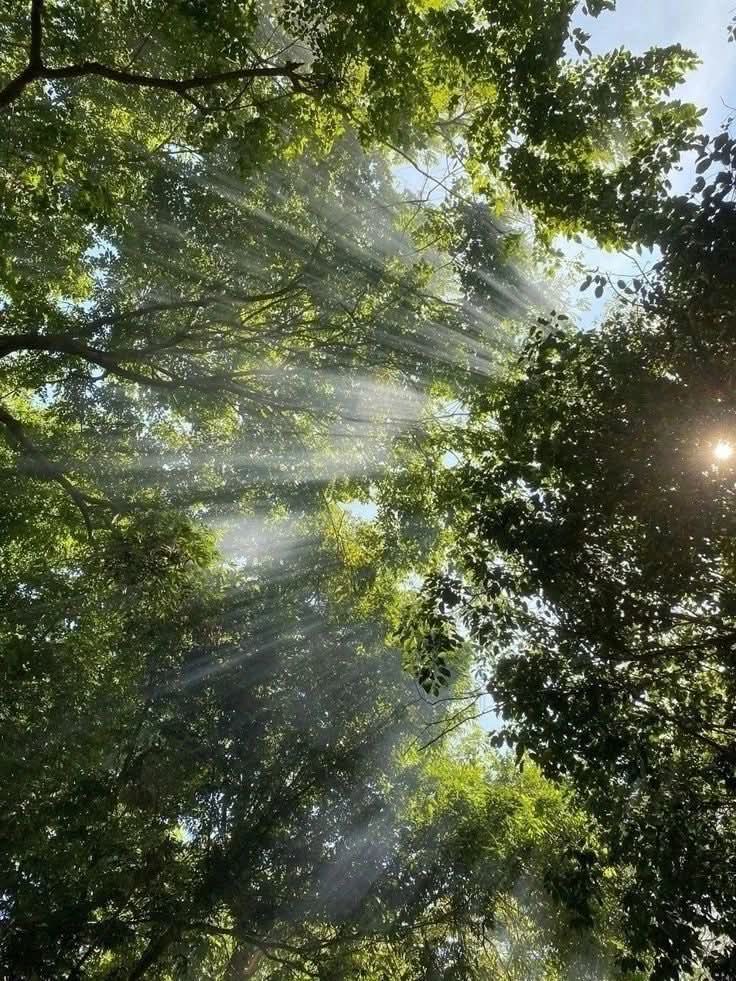 petra_Cl's tweet photo. Lichterspiel 🌳☀️ https://t.co/gApPNqFv15