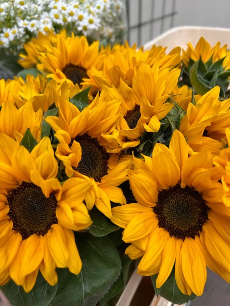 sunflowerchives's tweet photo. Hello Thursday! choose to bloom https://t.co/GVABRpwddl
