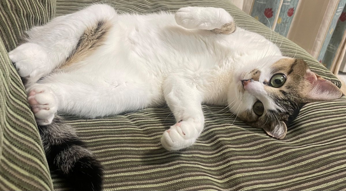 eplink_info's tweet image. ９月に入社してからが8か月が経ちました。一人前になるにはまだまだですが、これからも皆さんのお力になれるよう頑張ります。そんな私の癒しは、実家にいる愛猫のゆずちゃん。鰹節が大好きです。
#SMO #CRC #CRCアシスタント #EPLink #愛猫