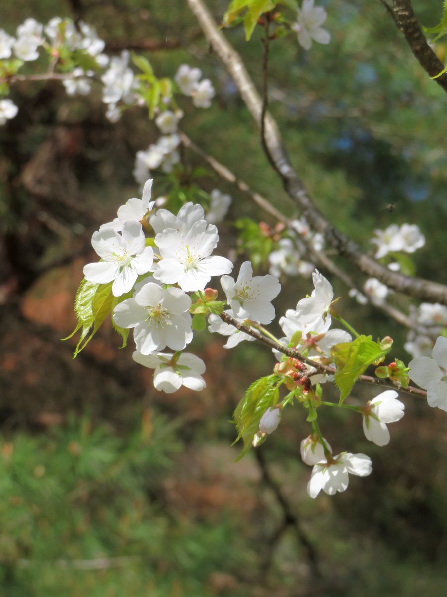 hitomihcx's tweet image. Kameyama Park/亀山公園/2026.04.11
#Kyoto #京都 #arashiyama #嵐山
#KameyamaPark #亀山公園
#ArashiyamaPark #嵐山公園
#NearbyPark #近所の公園
#CherryBlossoms #桜