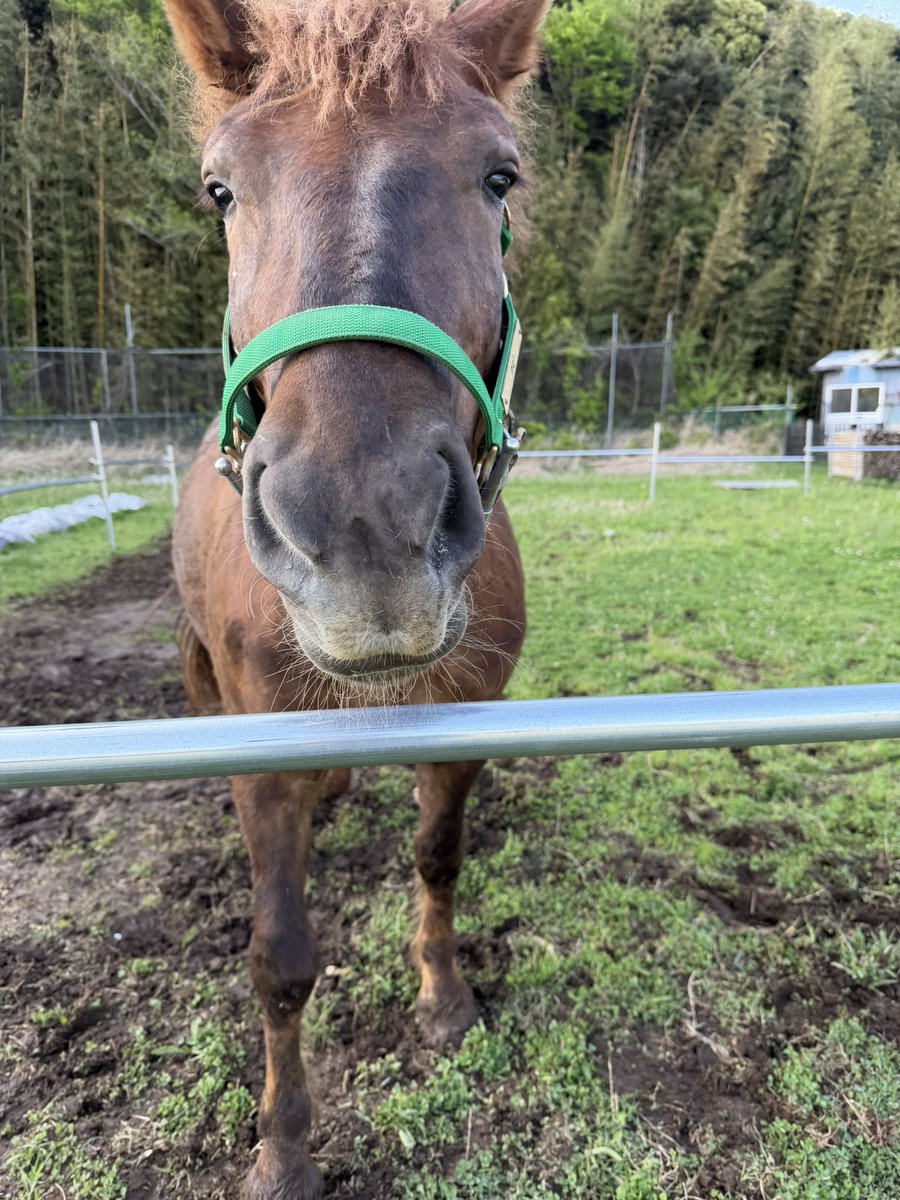 チビスケGO tweet media