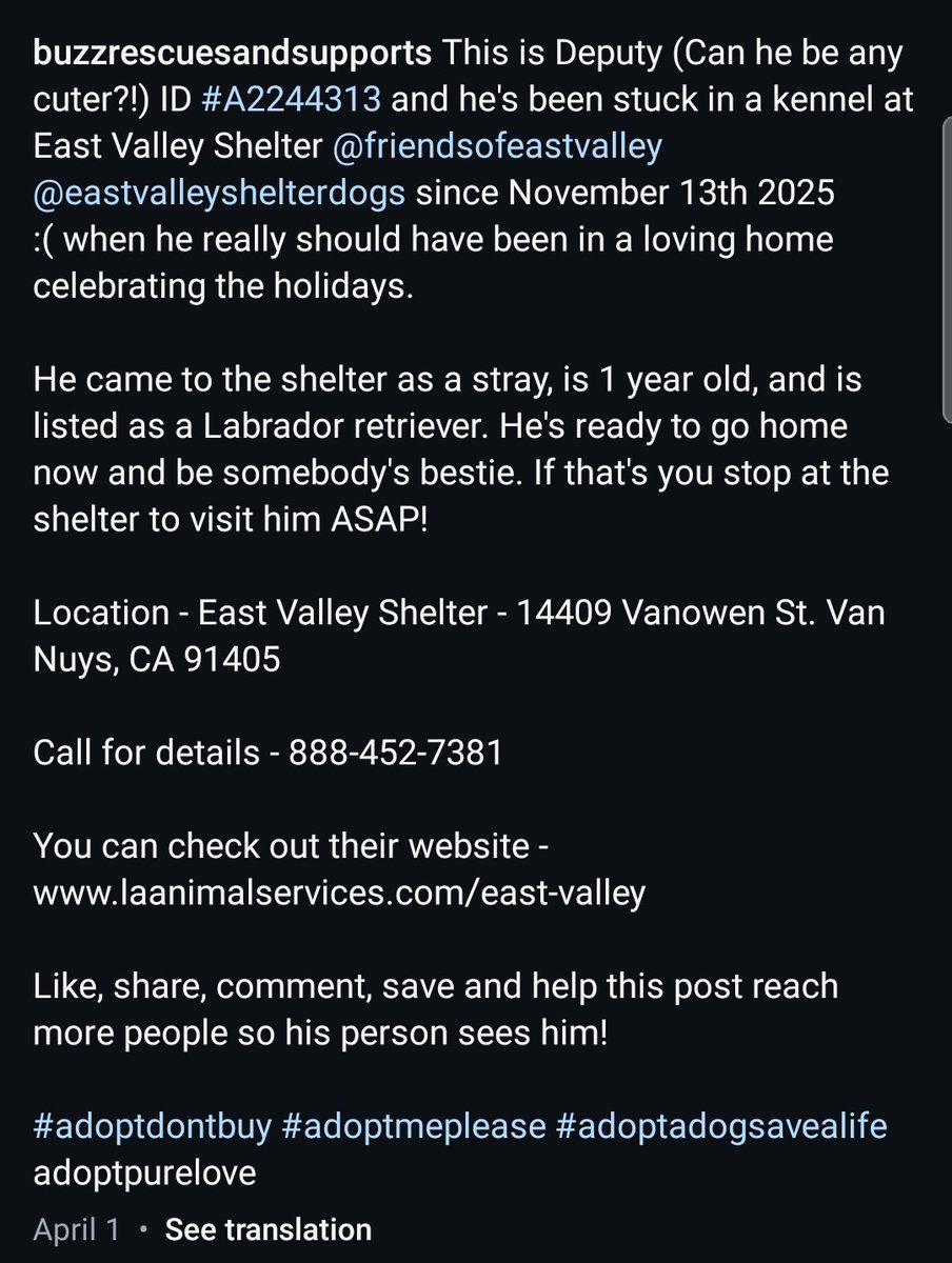 8415_n's tweet image. DEPUTY #A2244313
1yo. black #labrador #labradorretriever #labradorrescue #labradorlove #labradorable
Sweetie goes totally unrecognized &amp;amp; dangerously unnoticed &amp;amp; #overlooked in #EastValley #VanNuys since 1️⃣1️⃣/1️⃣3️⃣ last year‼
He's waiting for you, greeting everyone so hopeful.😭
