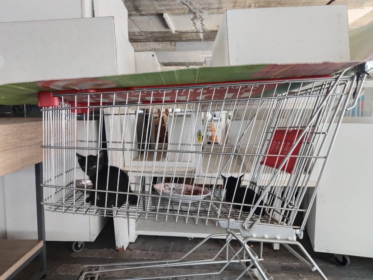 ไม่ควรมีแมวตัวไหนบนโลกใบนี้ต้องมาเป็นแมวจร tweet media