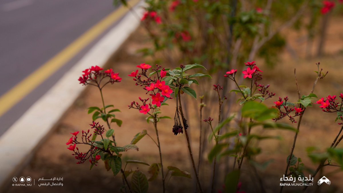 بلدية محافظة رفحاء tweet media