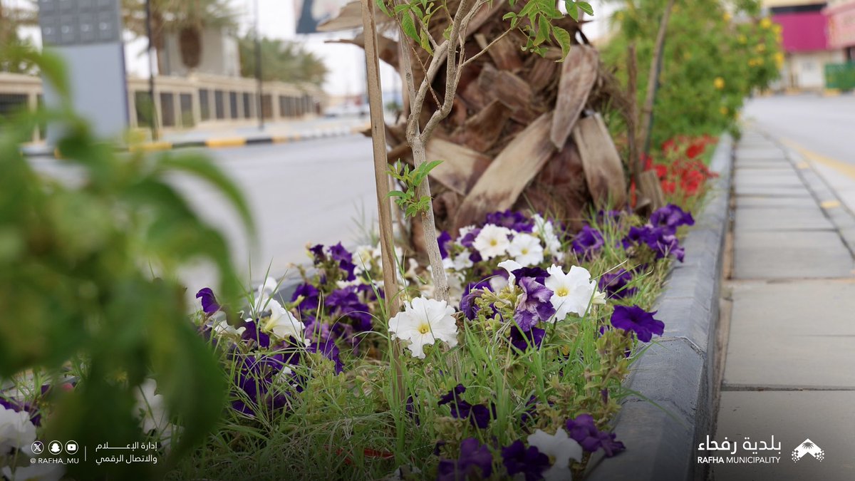 بلدية محافظة رفحاء tweet media