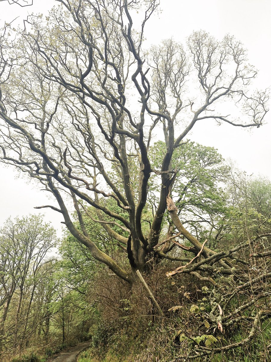 Suzie Selenophile tweet media