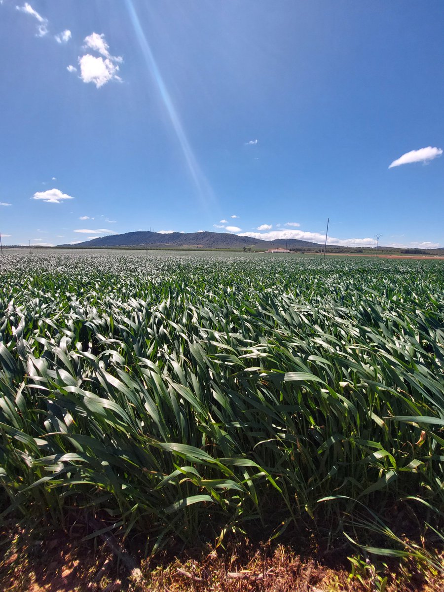 Instituto Técnico Agronómico Provincial,S.A.U. tweet media