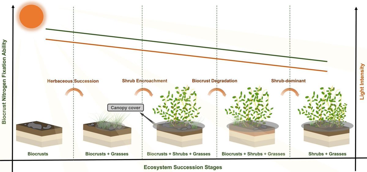 Dr_Hypervolume's tweet photo. New paper with 肖波 Bo Xiao and Junru Chen!

We show how surface level light availability limits microbial N fixation capacity of soil #biocrust

Implications for N cycling as global change -> shurb encroachment -> shading BSC -> potential Δ N cycling

https://t.co/KNf5tKHzVw https://t.co/ytRgobk7w8