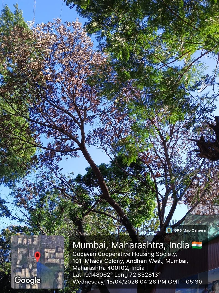 nilesh_sarkate_'s tweet image. ओशिवरा MHADA R-8 जवळ सिग्मा रियल्टीच्या बांधकामादरम्यान एक झाड रासायनिक पदार्थ टाकून संबंधित बिल्डरने जाणीवपूर्वक सुकवून नष्ट करण्यात आले आहे. हा पर्यावरणाविरुद्ध गंभीर व बेकायदेशीर गुन्हा आहे. @mybmc @MumbaiPolice कृपया तात्काळ चौकशी करून कठोर कारवाई करावी.#SaveTrees