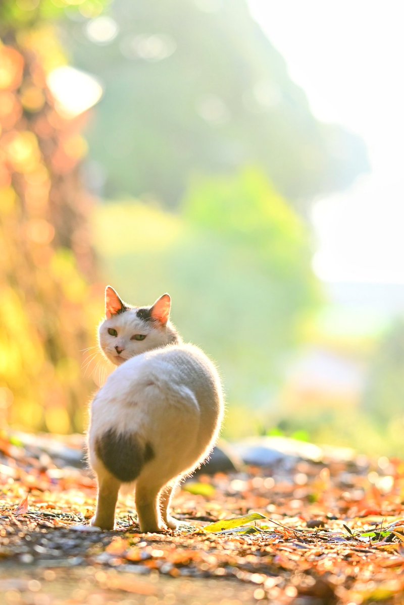 さんぽねこのゆきちゃん tweet media