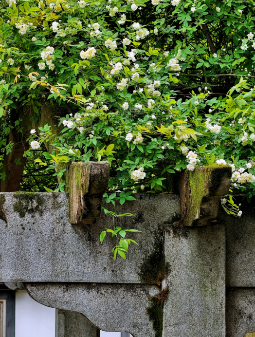 FancyNHuu's tweet photo. White climbing roses drape over mossy stone pavilions in Nanhu. Every bloom whispers the softest spring vibes of Jiaxing ��✨ #Nanhu #Jiaxing #SpringBlossoms https://t.co/QBfOnejTZo
