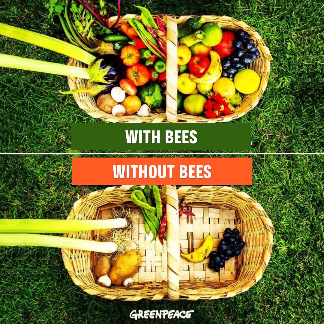 GPS maps for bees???
Pesticides disrupt brain function! This makes it difficult for bees to remember floral locations or find their way back to the hive,thus less honey! <a href="/Environment_Ke/">Ministry of Environment, Climate Change & Forestry</a> pages.greenpeaceafrica.org/ban-toxic-pest… #FoodorPoison #BadforEuropeBadforAfrica
