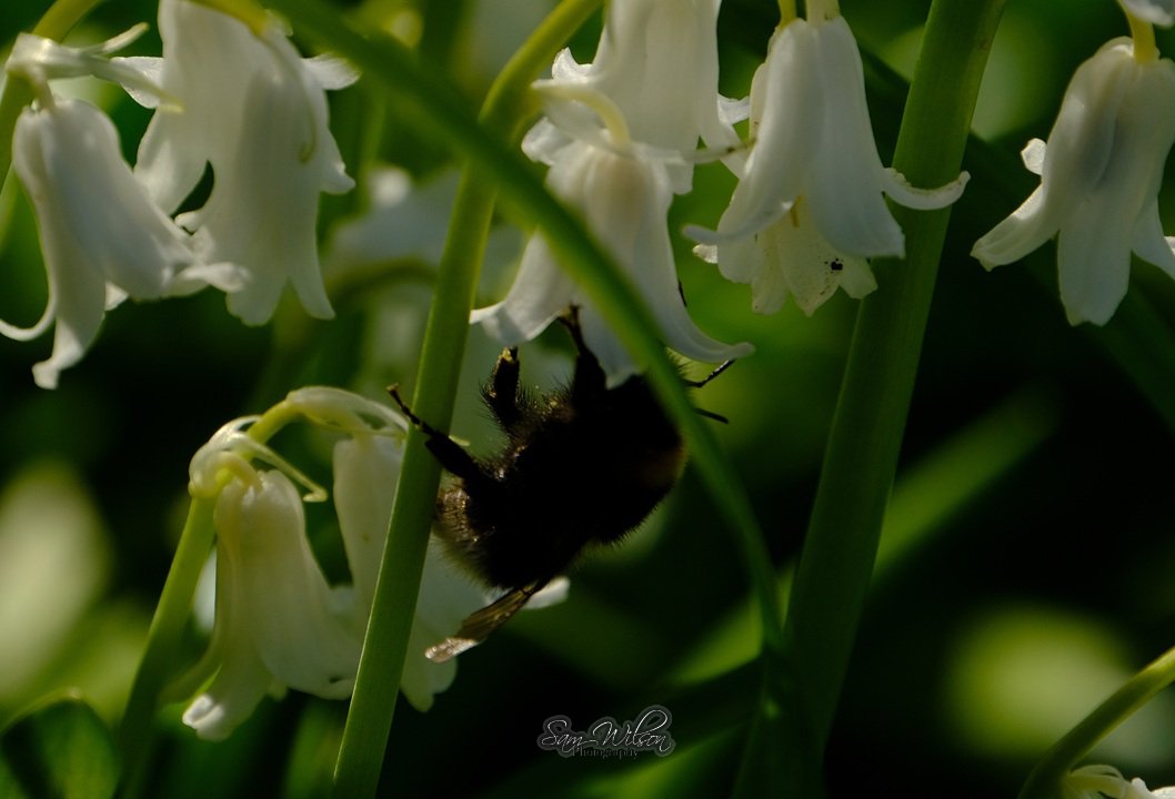 SamWlandscapes's tweet image. Busy bee amongst the bluebells #insectthursday #naturelovers #bees