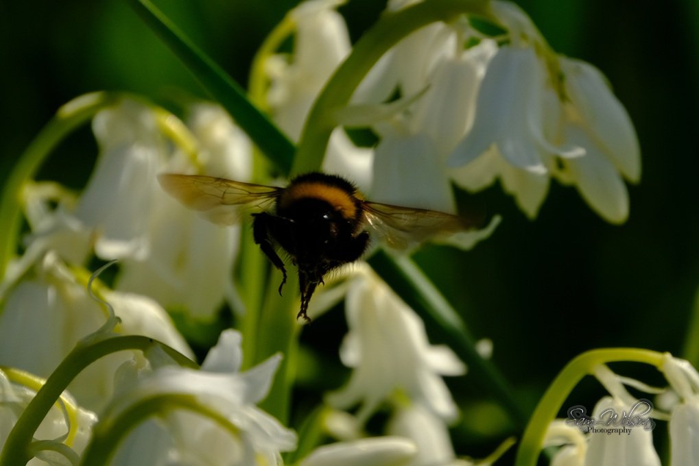 SamWlandscapes's tweet image. Busy bee amongst the bluebells #insectthursday #naturelovers #bees
