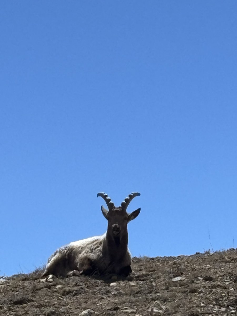 Himalayan ibex 🐐🥰