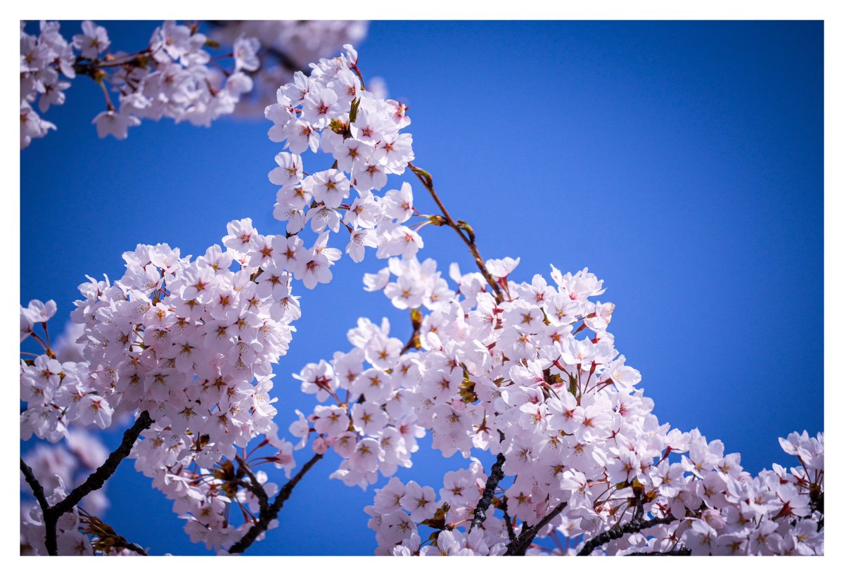 蒼生@青鉄 tweet media