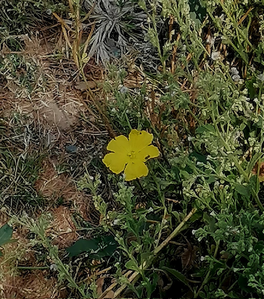 Archie Aruejo tweet media