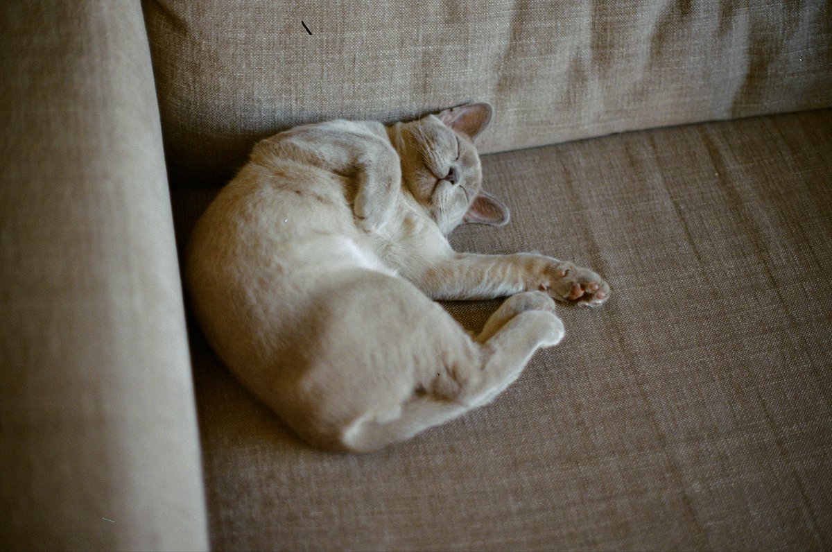 Gints Zilbalodis tweet media