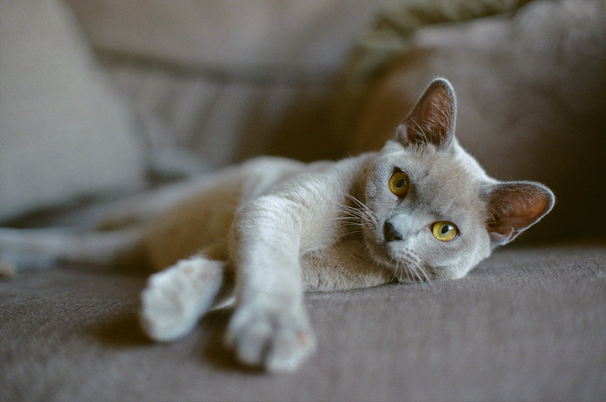 Gints Zilbalodis tweet media