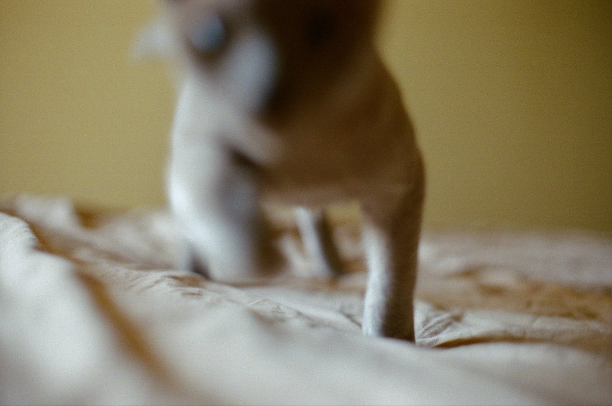 Gints Zilbalodis tweet media