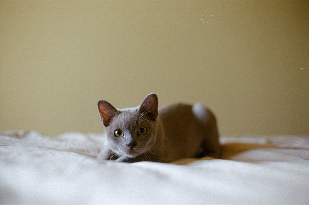 Gints Zilbalodis tweet media