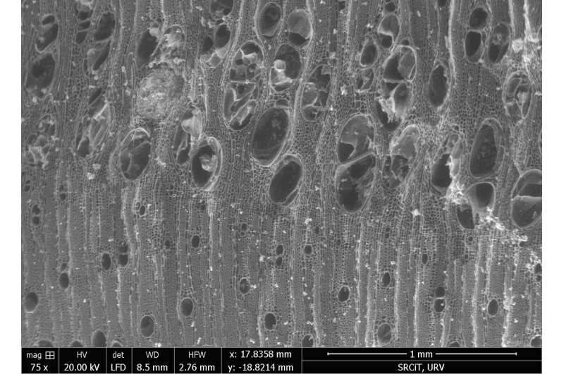 DAntiquis's tweet image. Charcoal from the 780,000-year-old site of Gesher Benot Ya'aqov in Israel suggests early humans mainly used locally available driftwood for fuel, showing practical fire use tied closely to the lakeshore environment.

phys.org/news/2026-04-a…

#Archaeology #StoneAge #Israel