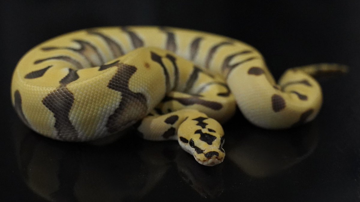 SideBCollection's tweet photo. [Ball Pythons as living art]

1.0 パステル スーパーエンチ OD YB アムールDG

¥350,000/販売中

クラウンの対立遺伝子であるアムールにデザートゴースト（DG）が加わった、ポテンシャルの高いダブル劣勢の個体です。
クラウンとの掛け合わせでアモンを確実に狙ええるほか、成長しても美しさを維持するDGが組み合わさっているため、繁殖においても非常に心強いオスです。

#ボールパイソン