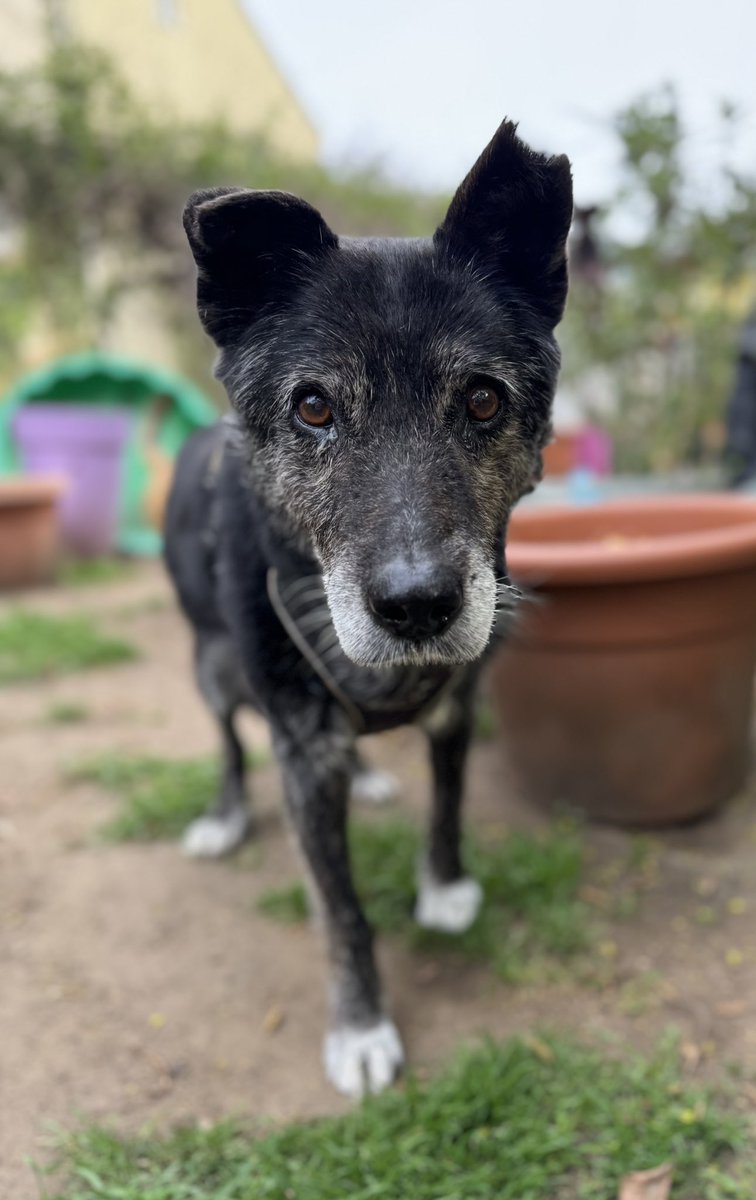 Schwarze Katze 🖤 tweet media