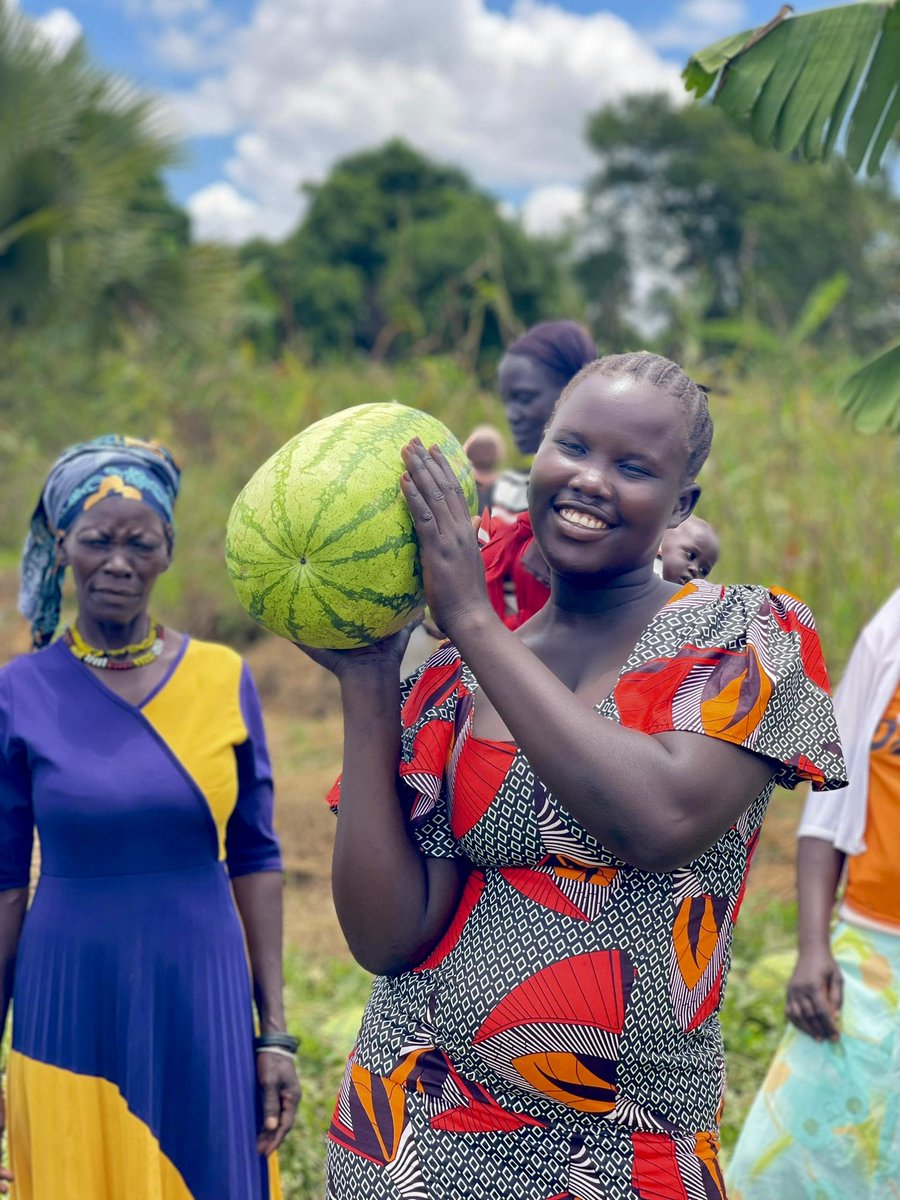 OmiaLtd's tweet photo. Umaruku women group in Lodonga Sub-County, Yumbe District display their watermelon fruit with beaming smiles and pride.

To the them, it is more than excitement, it’s a result of curiosity, determination and learning.

While some members of the group initially believed that watermelon was simply another variety of pumpkin, our technical training and support helped them discover that watermelon is not only a fruit, but a high-value crop that can  generate significant income in just one production cycle when properly managed.

Empowerment begins with access to the right knowledge and resources. 

#Farmersfirst #WomenEmpowernment