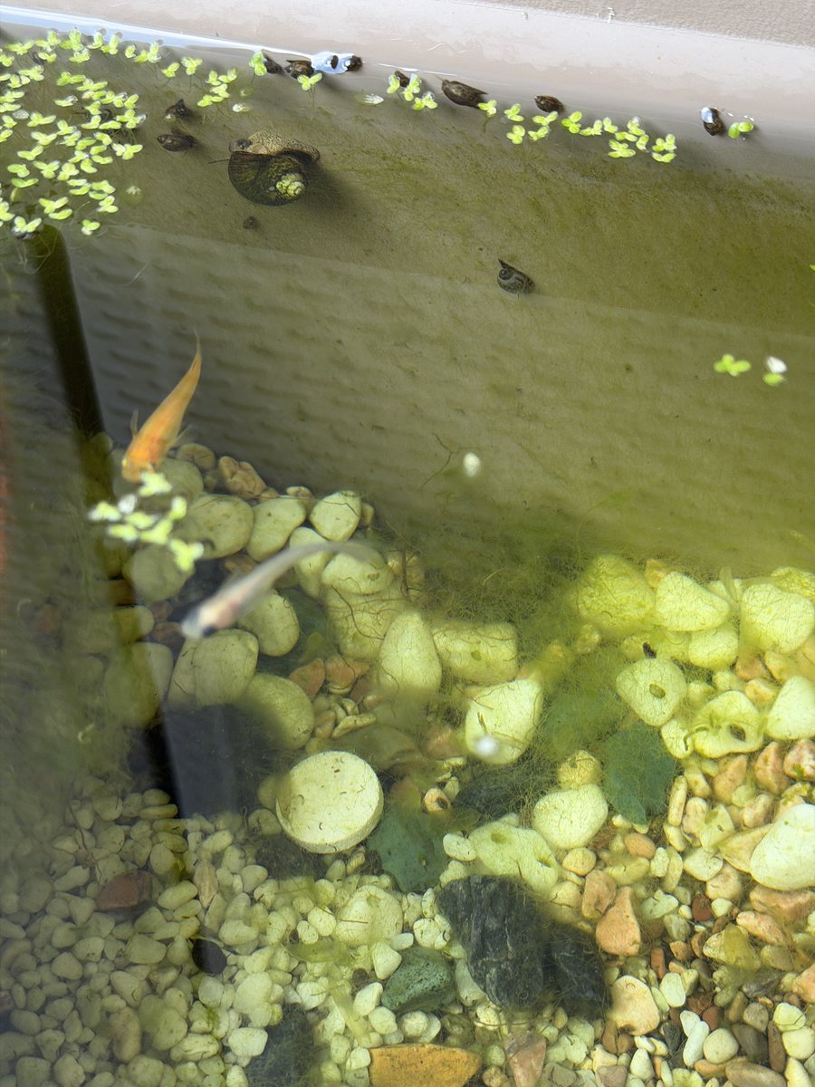 Kindly〜カインドリー〜 tweet media