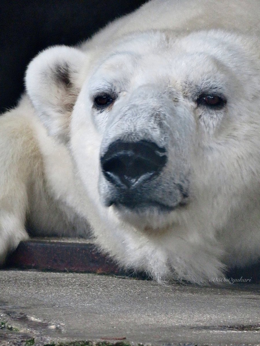 Sakura大猫=摩虚羅 tweet media