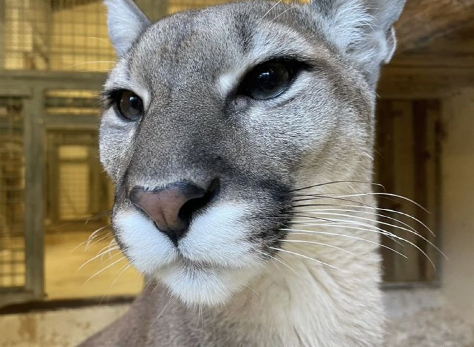 woof "pronouns" woofington tweet media